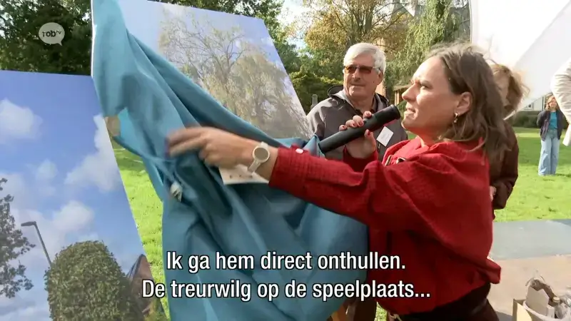 Mooiste bomen van Rotselaar, Holsbeek en Tremelo verkozen: "Bijna 1000 mensen hebben gestemd"