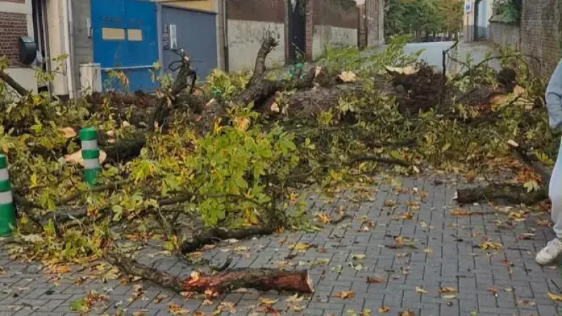 Boom omgevallen in Sint-Jansstraat in Diest, straat tijdlang afgesloten