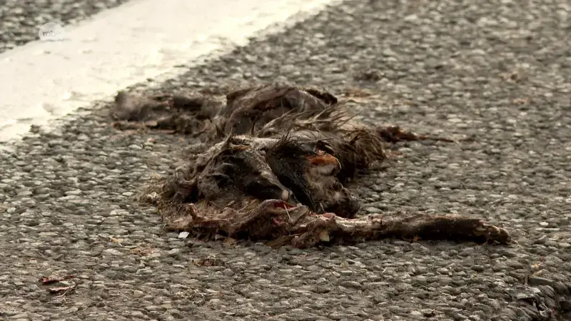Hoofdafbeelding voor artikel Op Aarschotsesteenweg in Tielt-Winge…
