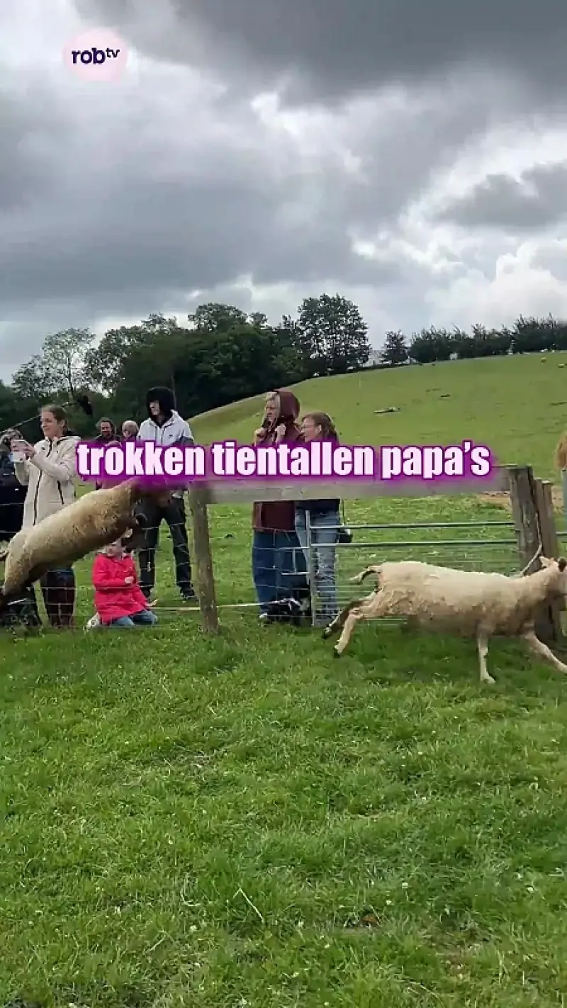 Schapendrijven voor Vaderdag
