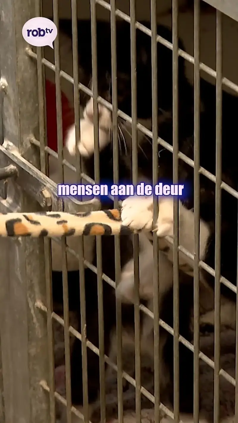 Te weinig plaatsen in dierenopvang