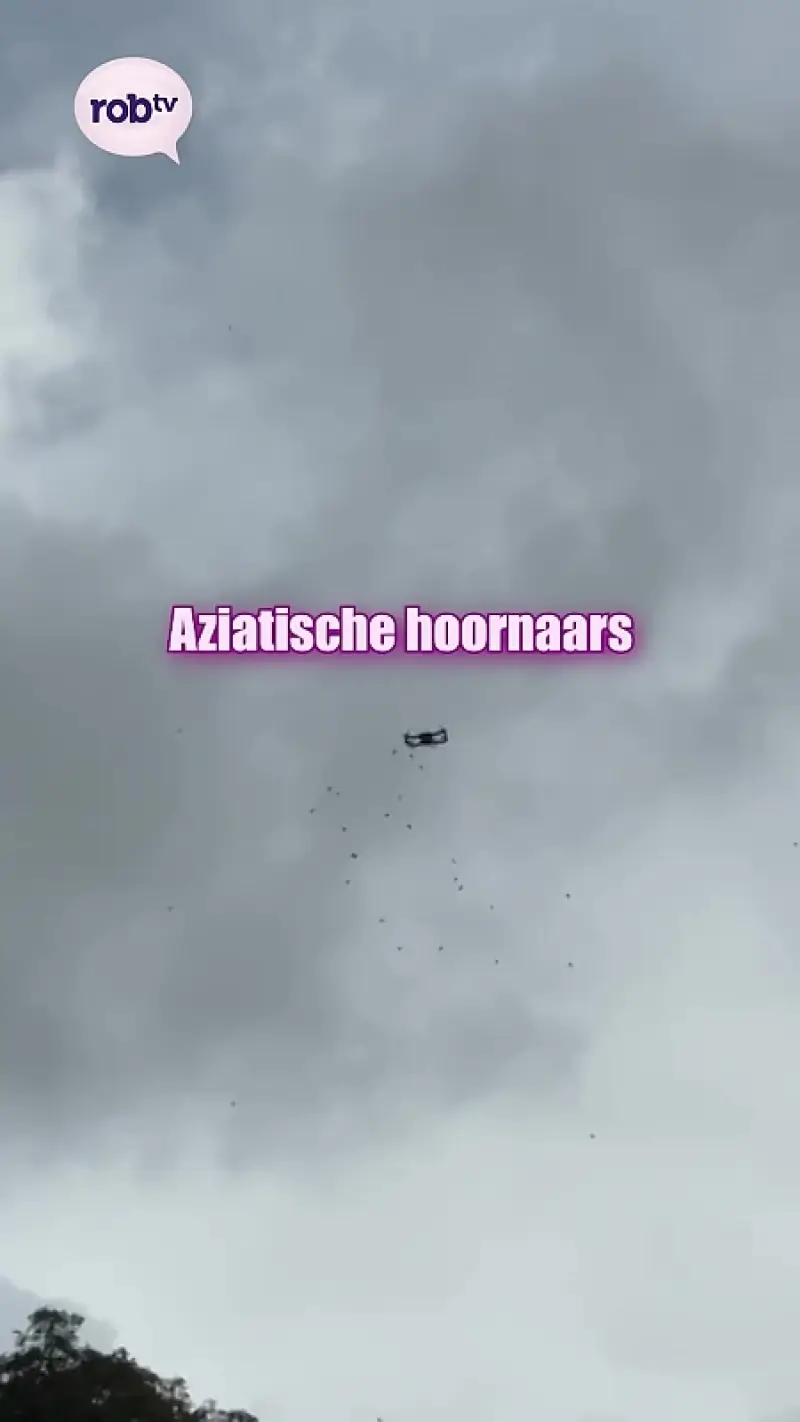 Drone aangevallen door Aziatische hoornaars
