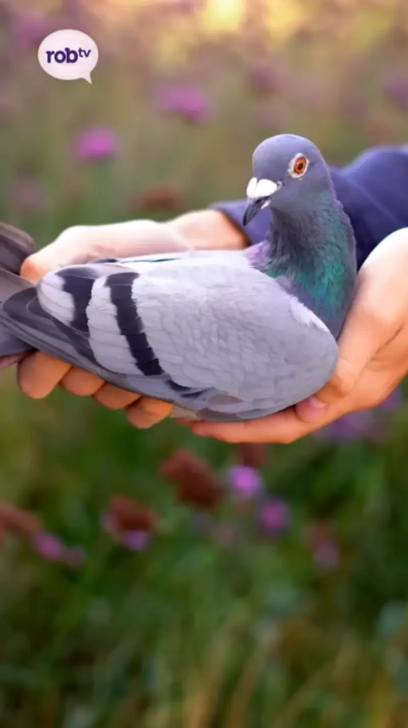 Duif van 400.000 euro