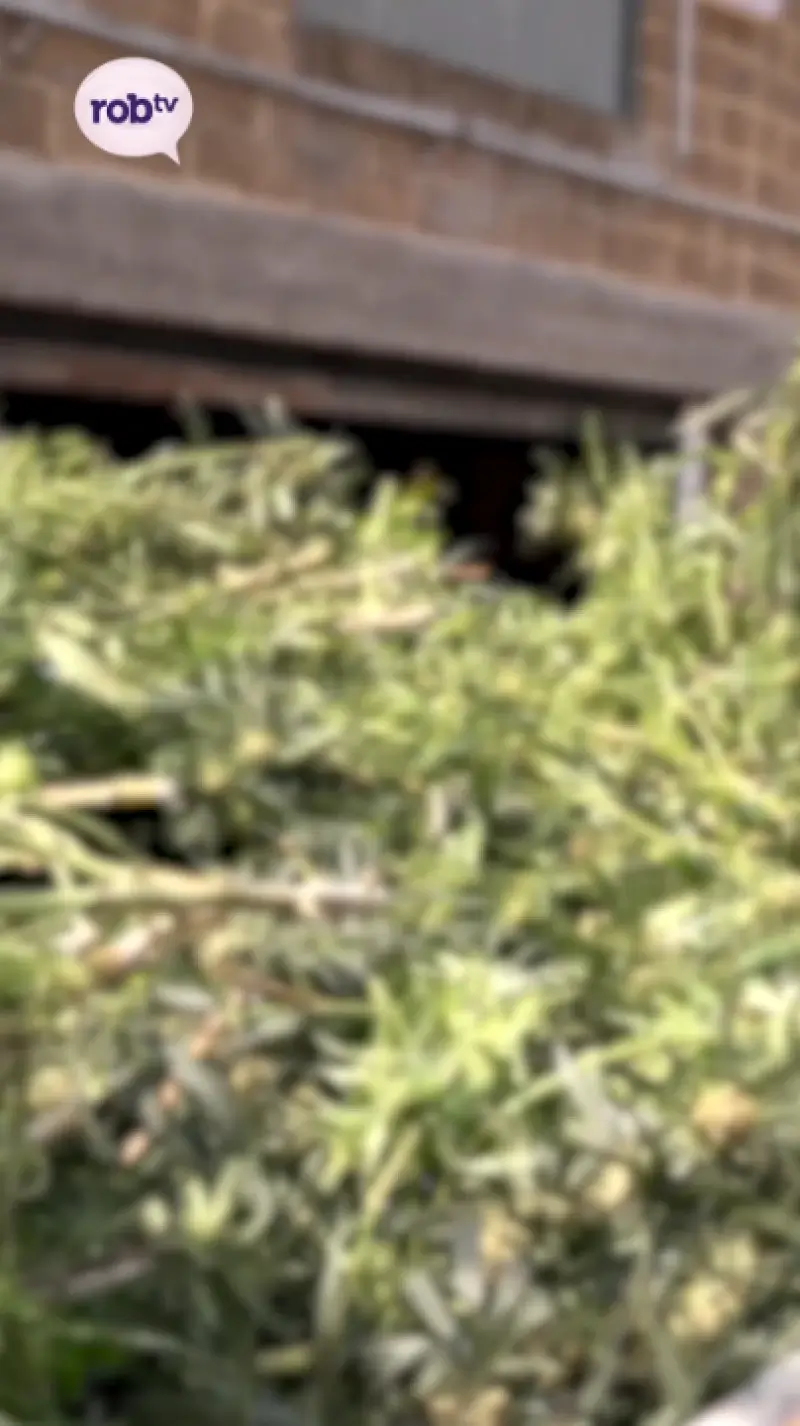 Plantage ontdekt in Scherpenheuvel