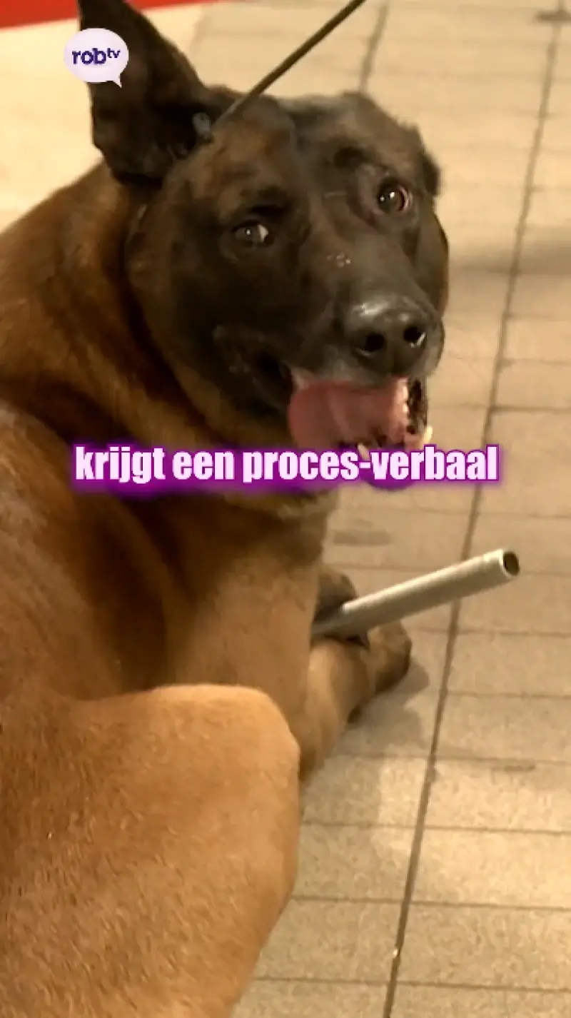 Controleactie in Landen