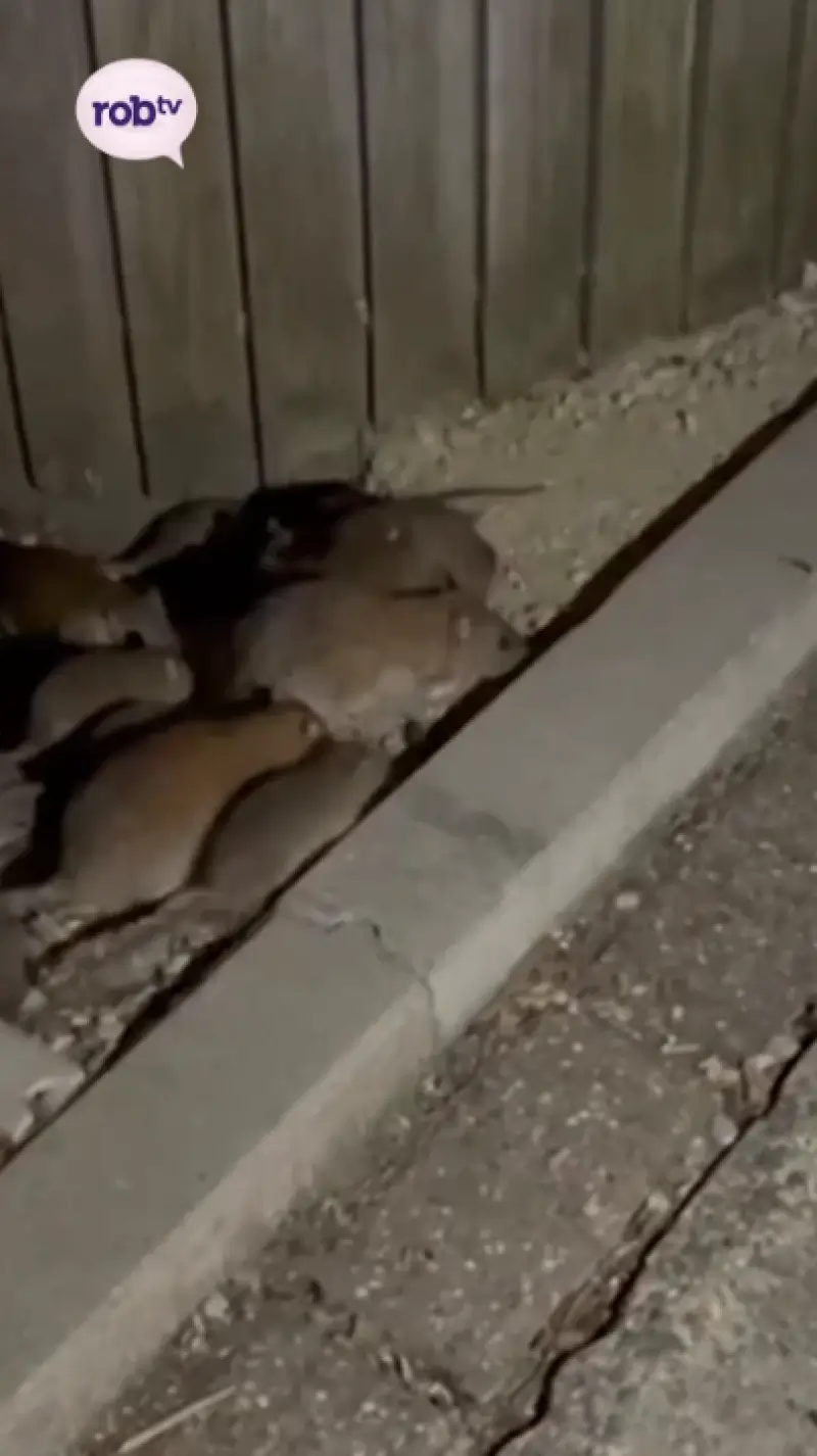 Rattenval zonder vergif in Tienen 