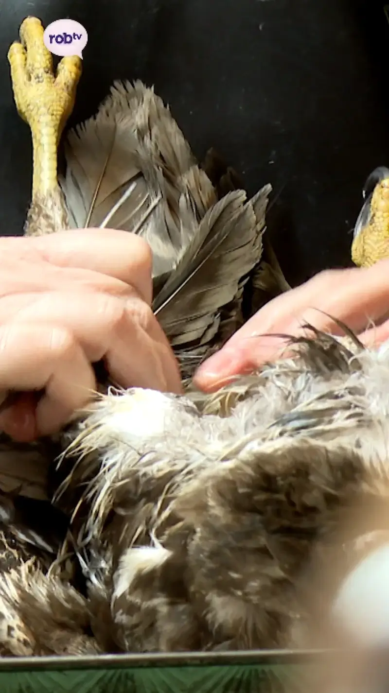 Nieuwe taxidermiezaak in Aarschot