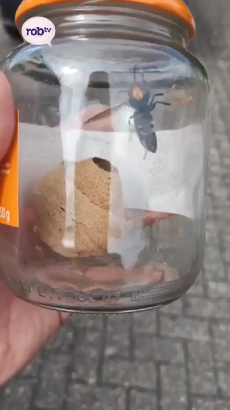 Aziatische hoornaars!