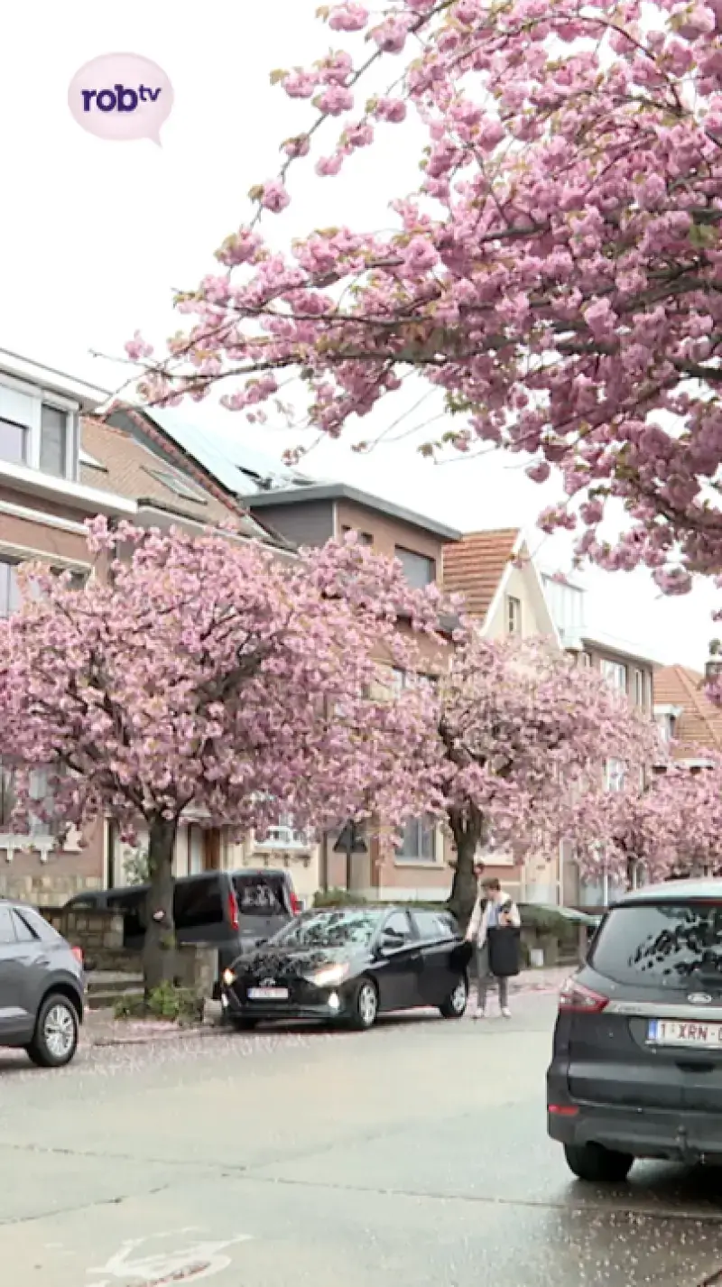 Japanse kerselaars verdwijnen