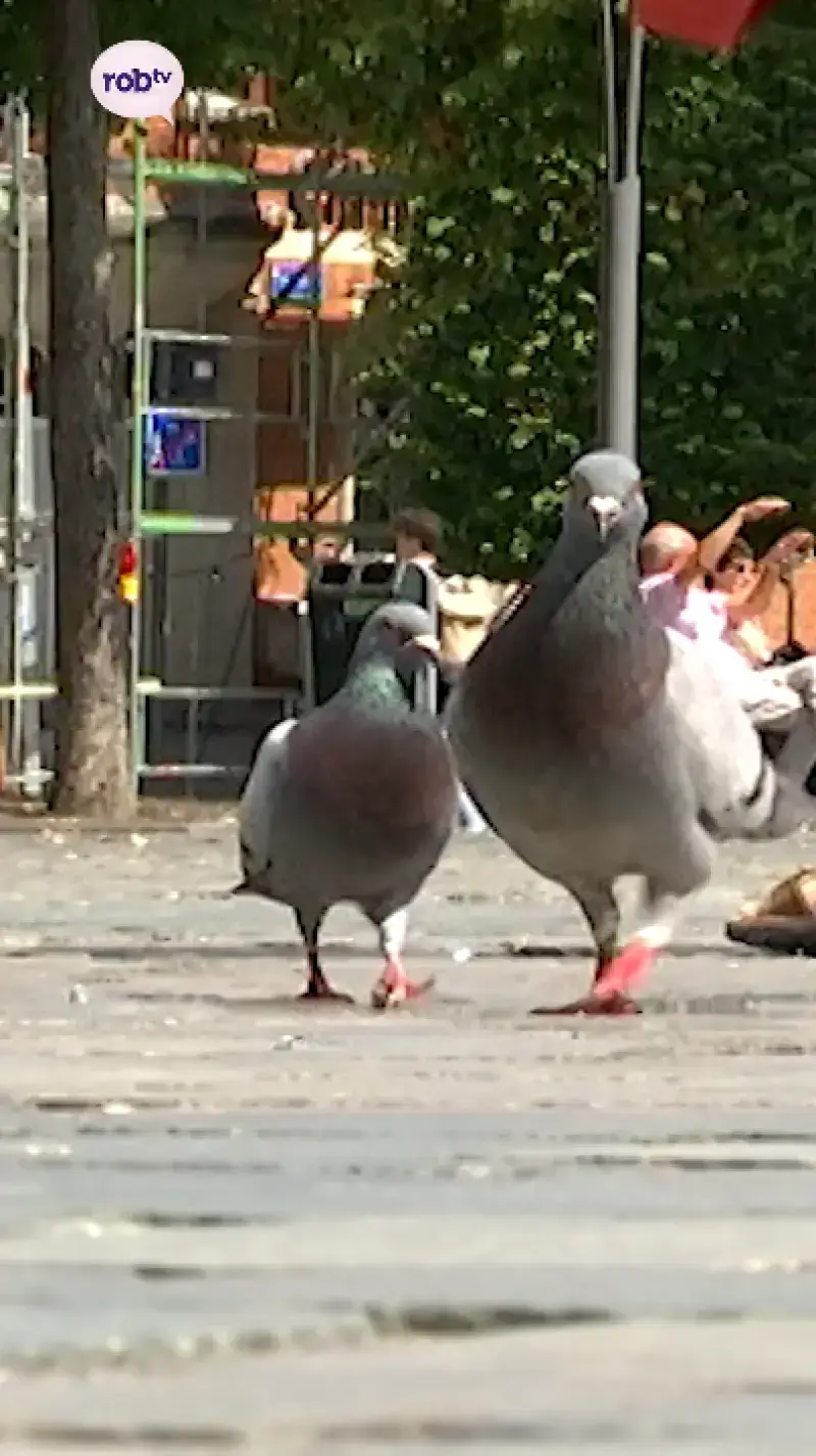 Minder duiven in Leuven
