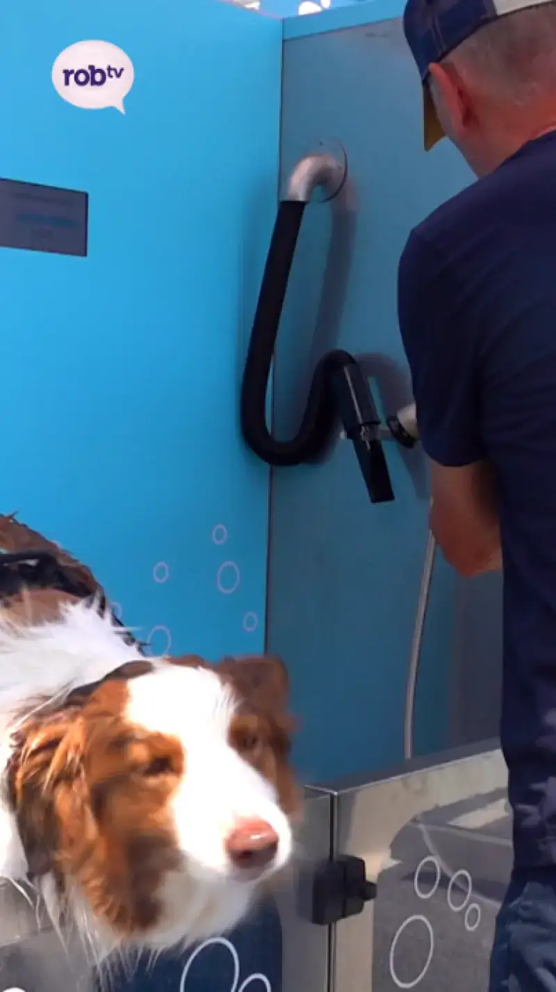 Dogwash in Rillaar!