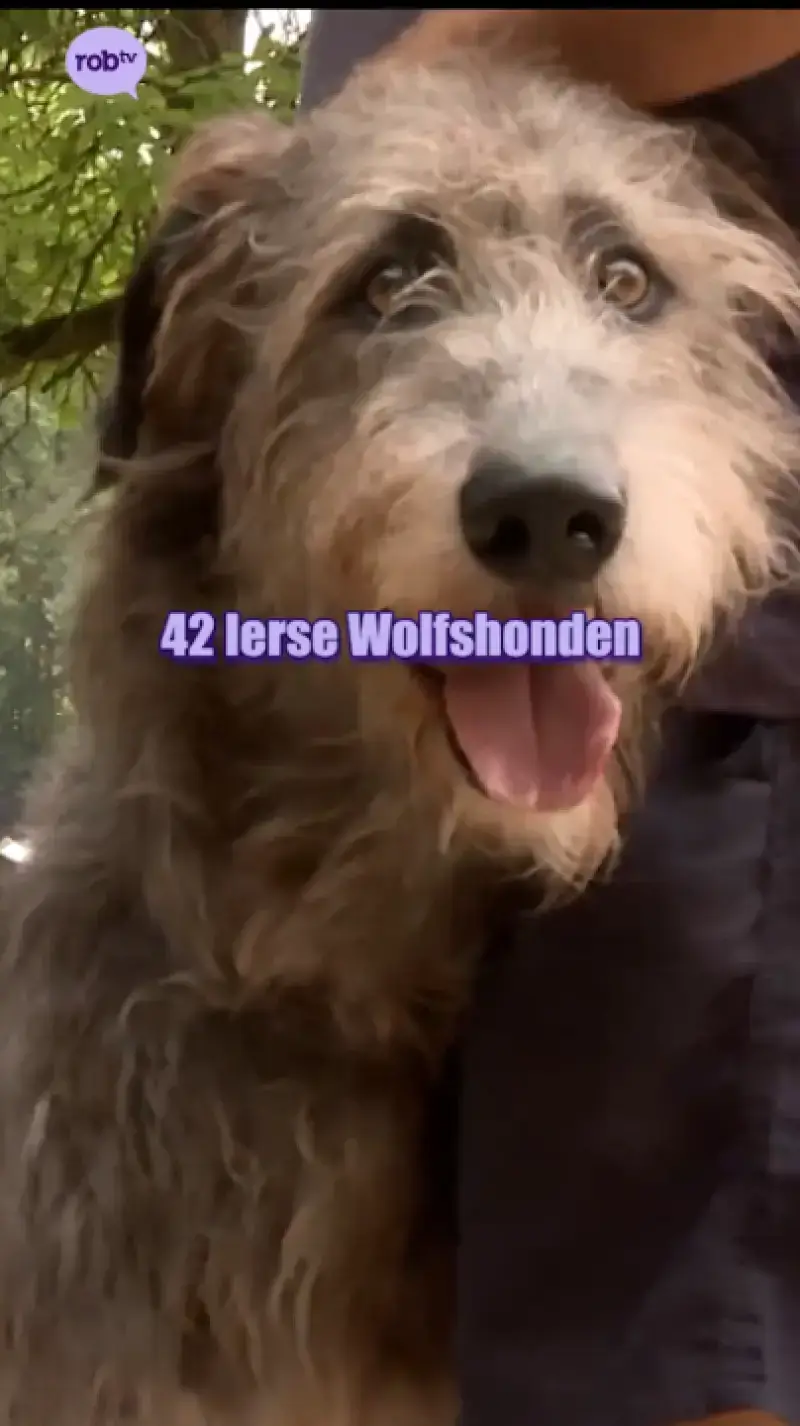 Grootste honden ter wereld!