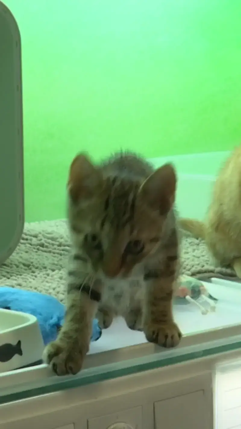 Kattenasiel zoekt locatie!
