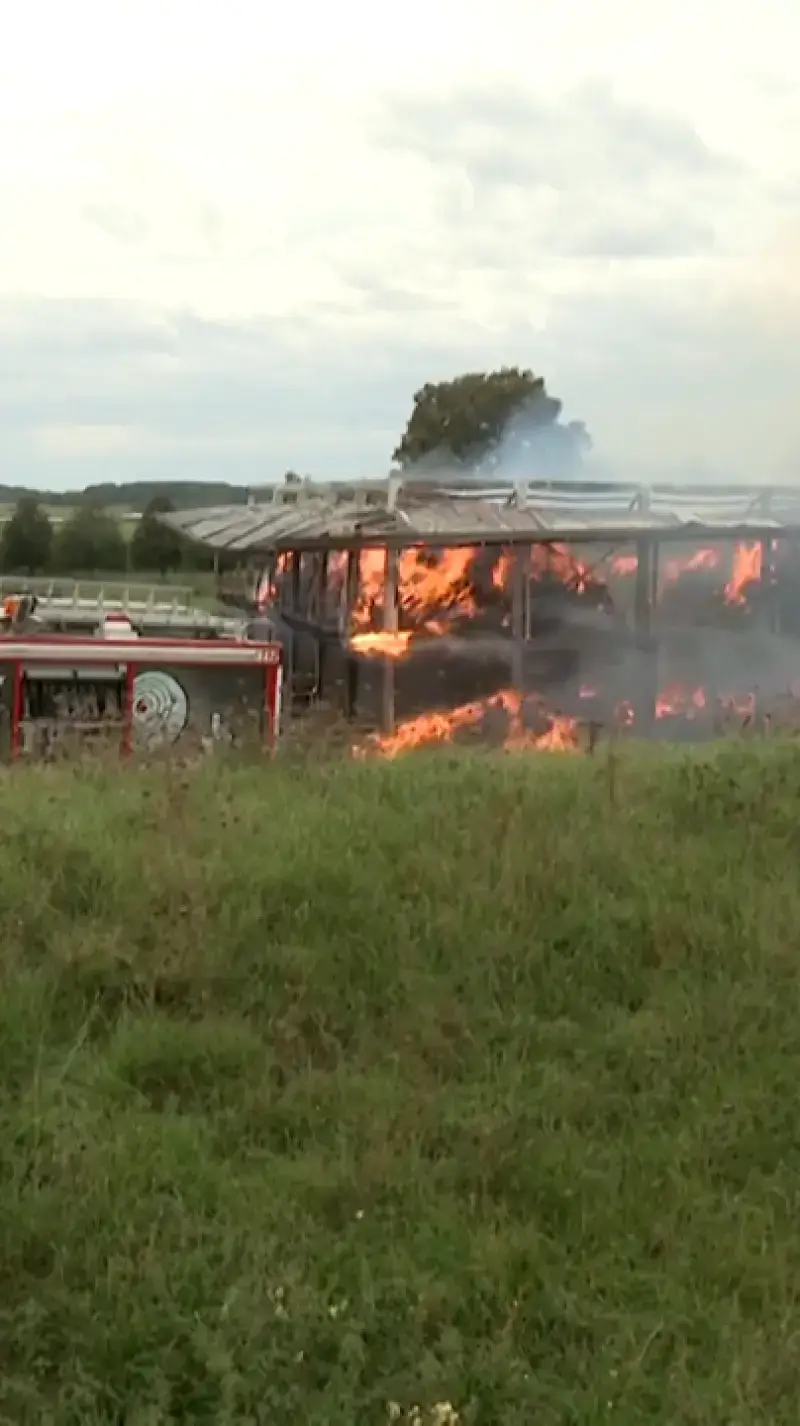 Vier dieren komen om bij zware brand in Bierbeek