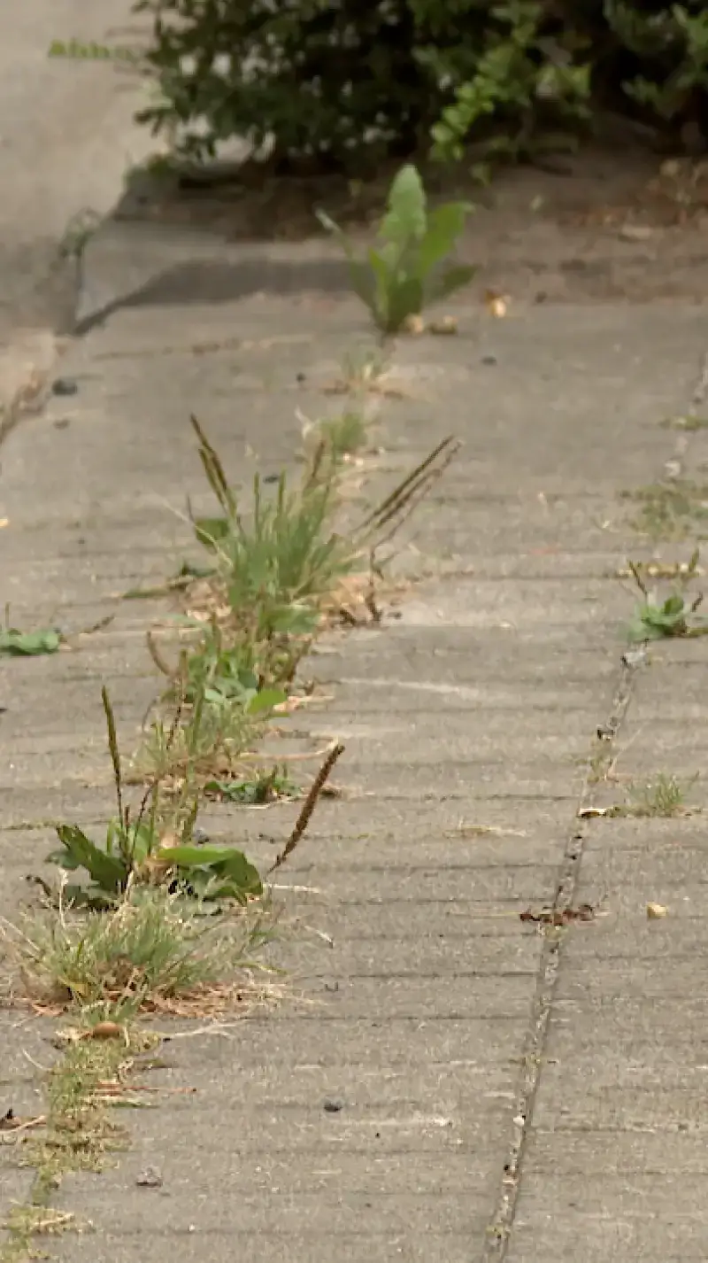 18 GAS-boetes voor onkruid in Tienen
