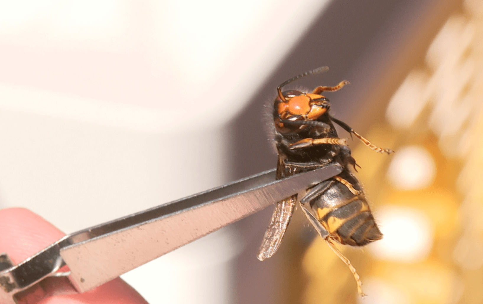 De Aziatische hoornaar is zo'n 2,5 tot 3,5 centimeter groot en te herkennen aan hun oranje-zwarte kleur