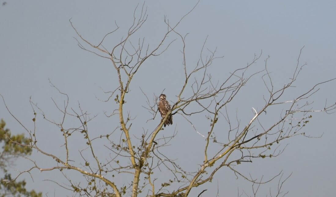 <i>Beeld: Chris Van Brabant</i>