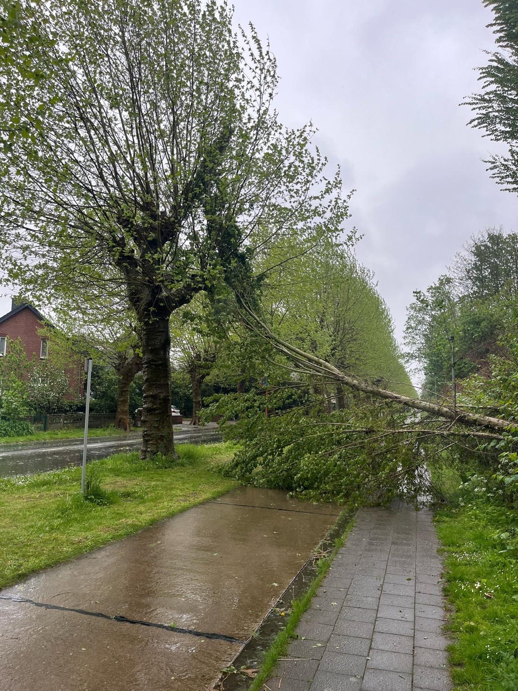 Omgewaaide boom aan de Eénmeilaan in Kessel-Lo