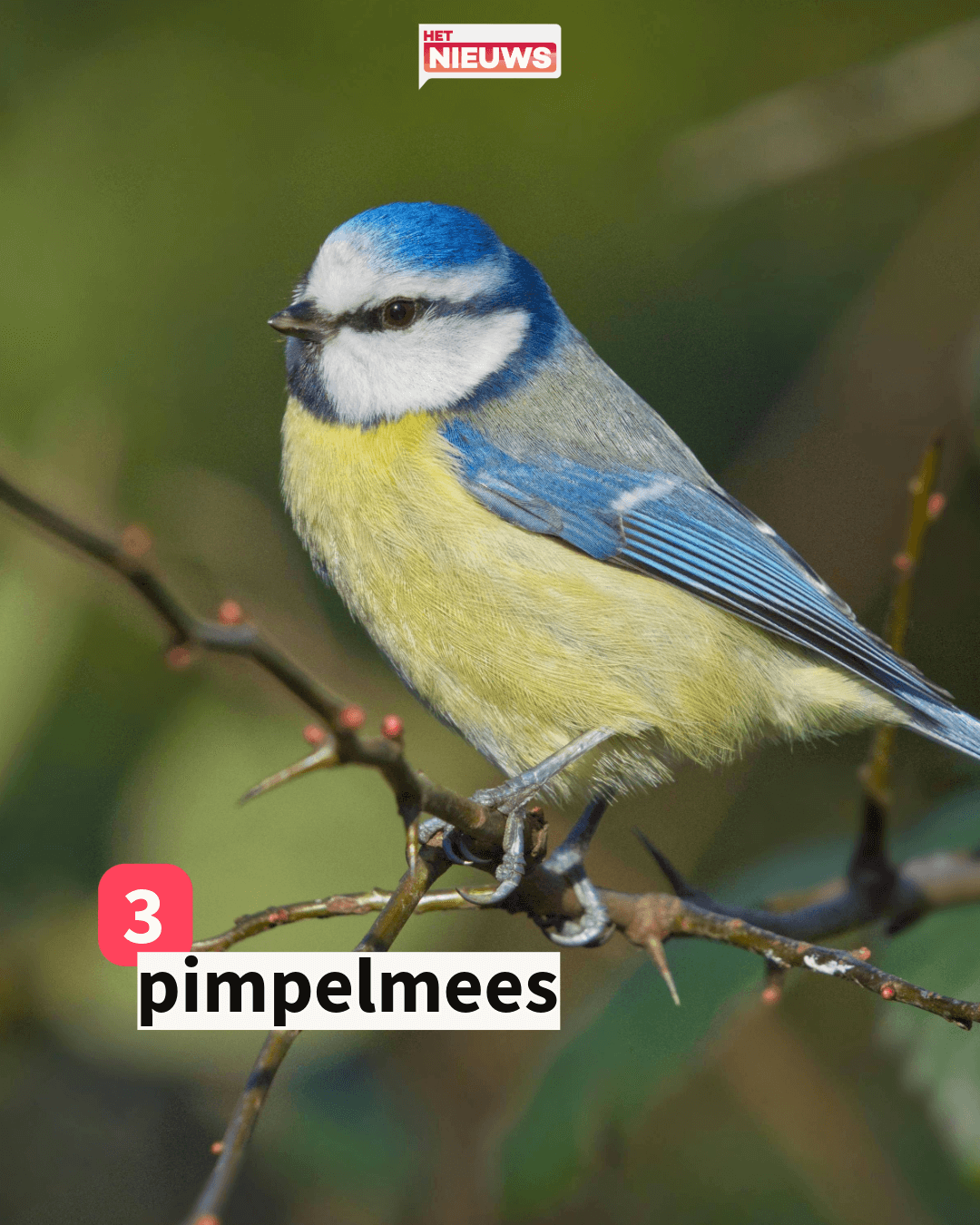 Instagram post-5 (1).png